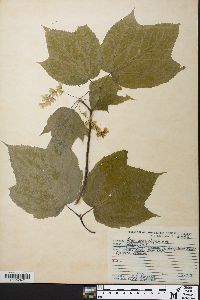 Acer pensylvanicum image