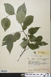 Ilex montana image