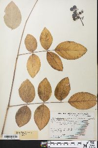 Aralia spinosa image