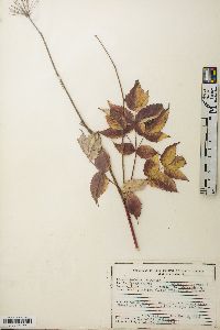 Aralia hispida image