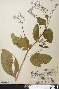 Mertensia virginica image