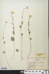 Cardamine bulbosa image