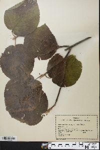 Viburnum lantanoides image