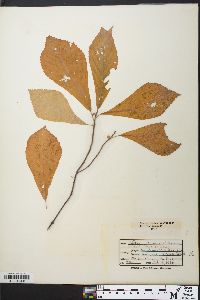 Clethra alnifolia image