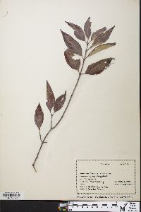 Cornus racemosa image