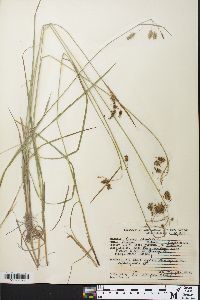 Carex magellanica image