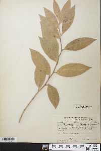 Leucothoe axillaris image