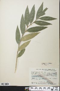 Leucothoe axillaris image