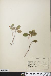 Gaultheria procumbens image