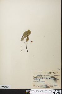 Gaultheria procumbens image