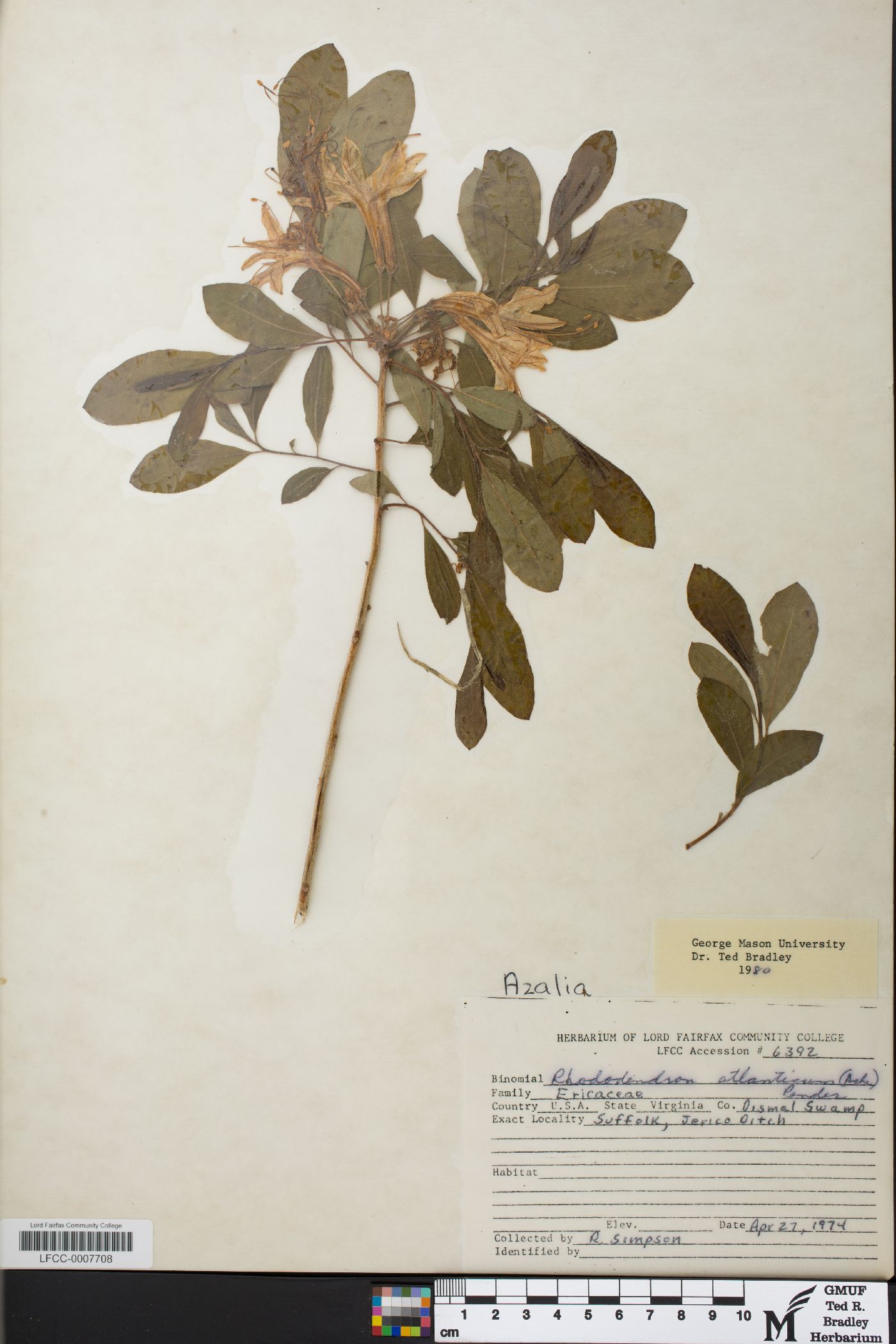 Rhododendron alticolum image