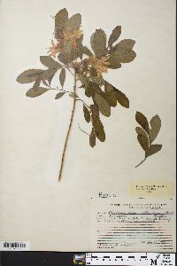 Image of Rhododendron alticolum