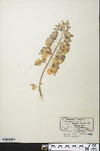 Wisteria frutescens image