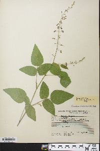 Desmodium laevigatum image