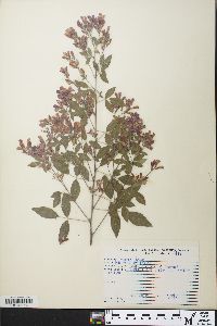 Lespedeza bicolor image