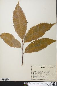 Castanea dentata image