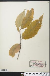 Castanea dentata image