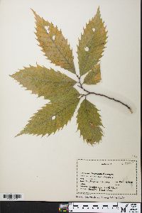 Castanea dentata image