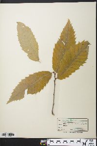 Castanea dentata image