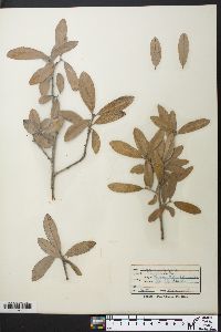 Quercus virginiana image