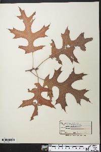 Quercus coccinea image