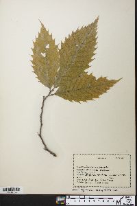 Castanea dentata image