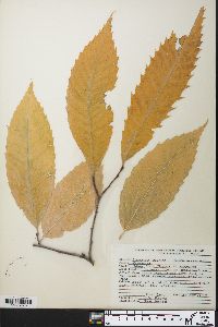 Castanea dentata image