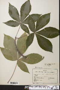 Aesculus flava image