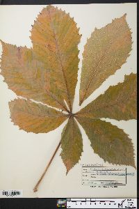 Aesculus hippocastanum image