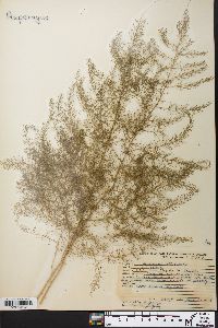 Asparagus officinalis image