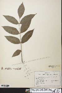 Fraxinus nigra image