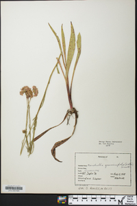 Marshallia graminifolia image