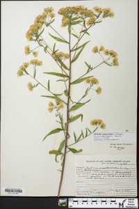 Brickellia eupatorioides image