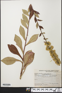 Solidago squarrosa image