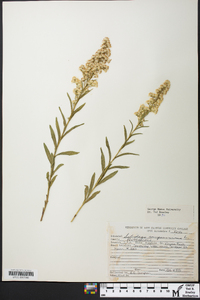 Solidago sempervirens image