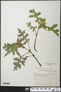 Polymnia canadensis image