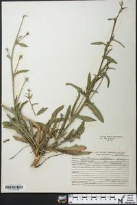 Cichorium intybus image