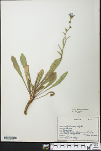 Cichorium intybus image