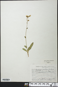 Hieracium scabrum image