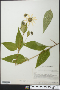 Helianthus decapetalus image