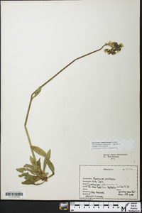 Hieracium caespitosum image