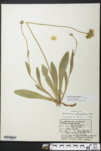 Hieracium piloselloides image