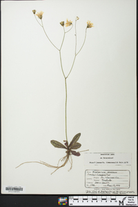 Hieracium venosum image