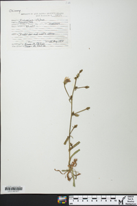 Cichorium intybus image