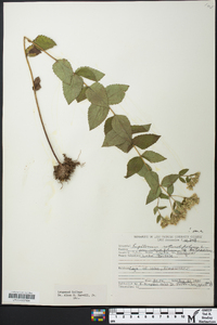 Eupatorium rotundifolium var. rotundifolium image