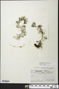 Bidens beckii image