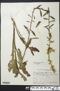 Solidago bicolor image