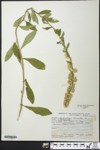 Solidago bicolor image