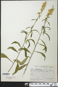 Solidago bicolor image