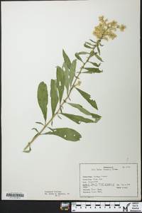 Solidago bicolor image